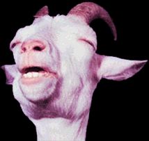 Screaming Goat Piano - http://www.screaminggoatpiano.com/ Goat Screaming Taylor Swift, Screaming Goat, Goat Screaming Videos, Goat Hoodwinked, Goat Sleeping, Goats Screaming, Scream, Goats, Piano