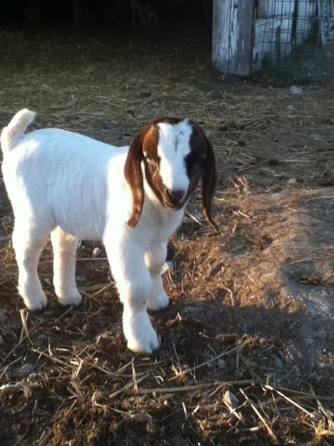 Favorite goats are boer goats Goats As Pets, Baby Goats Aesthetic, Baby Goats Pygmy, Goat Health, Baby Goats In Sweaters, Female Goat, Personalized Coloring Book, Show Goats, Miniature Nubian Goats