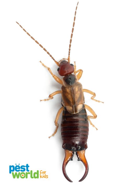 They don’t look like ears or wigs, so how did earwigs get their name? Find the answer (and some other facts about this pest) in this kid-friendly article on PestWorldForKids. Earwig Repellent, Earwig Wings, Why Mosquitoes Buzz In People's Ears, Getting Rid Of Earwigs, Facts About Insects, Pop Up Advertising, Earwigs, Parents As Teachers, Names With Meaning