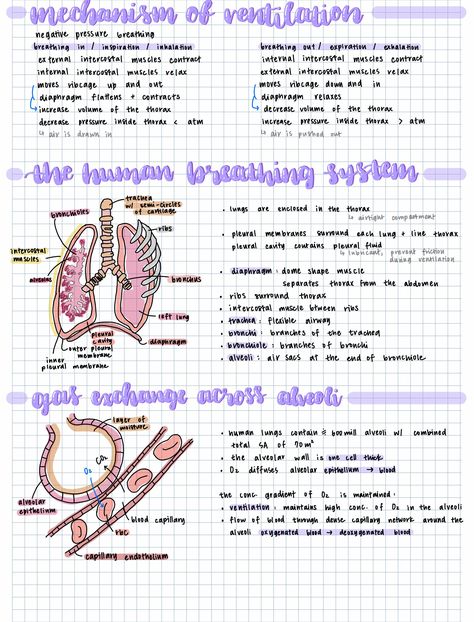 The Human Respiratory System Respiratory System Poster, Respiratory System Notes, Respiratory System Worksheet, How To Study Anatomy, Respiratory Therapy Notes, Respiratory Therapist Student, Doctor Study, Respiratory System Anatomy, Anatomy Help