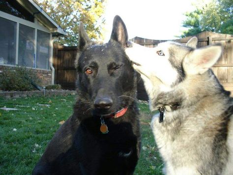 Two Dogs Together, Animals Together, Dog Poetry, Dog Motif, Silly Dogs, Silly Animals, Two Dogs, 귀여운 동물, I Love Dogs