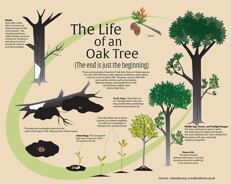 The life of an oak tree - #oak Tree Infographic, Oak Tree Drawings, Tree Life Cycle, Tree Id, Tree Study, Live Oak Trees, Information Poster, Oak Trees, Live Oak