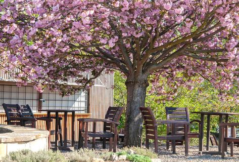 Flowering Cherry Tree, Landscaping Trees, Specimen Trees, Unique Trees, Cherry Tree, The Landscape, Spring Colors, How To Grow, To Grow