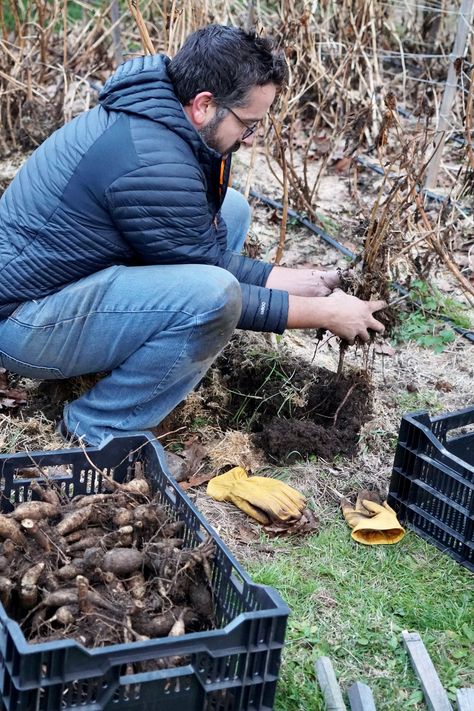 How to Dig, Divide and Store Dahlia Tubers Pitch Forks, Fall Gardening, Dahlia Tubers, Plant Stem, Fresh Cut, Shake It Off, Autumn Garden, Beautiful Blooms, The Plant