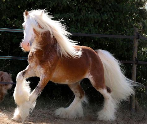 Horse Poses, Bay Stallion, Miniature Ponies, Friesian Stallion, Horse Markings, Horse Reference, Silver Bay, Palomino Horse, Most Beautiful Horses