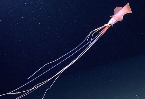 Bigfin squid can be described as rarely seen cephalopods with a distinctive morphological structure. They are classed in the genus Magnapinna and the family of Magnapinnidae. It happens to be among a group of animals known only from larval, paralarvae, and juvenile specimens. Without any specimen for the sample, there is no way to confirm if they belong to the same genus. Long Armed Squid, Deep Sea Gigantism, Ocean Monsters Deep Sea Creature, Big Fin Squid, Magnapinna Squid, Bigfin Squid, Deep Sea Squid, Ocean Monsters, Deep Sea Life