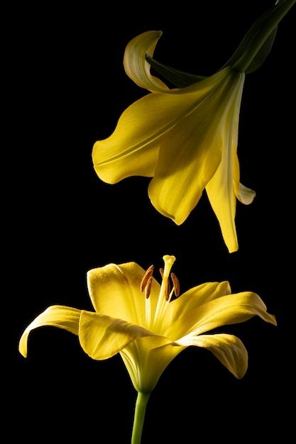 Yellow Flowers Wallpaper, Yellow Lily Flower, Yellow Flower Wallpaper, Yellow Lilies, Allover Design, Photo Beautiful, Beautiful Flowers Pictures, Dark Yellow, Yellow Flower