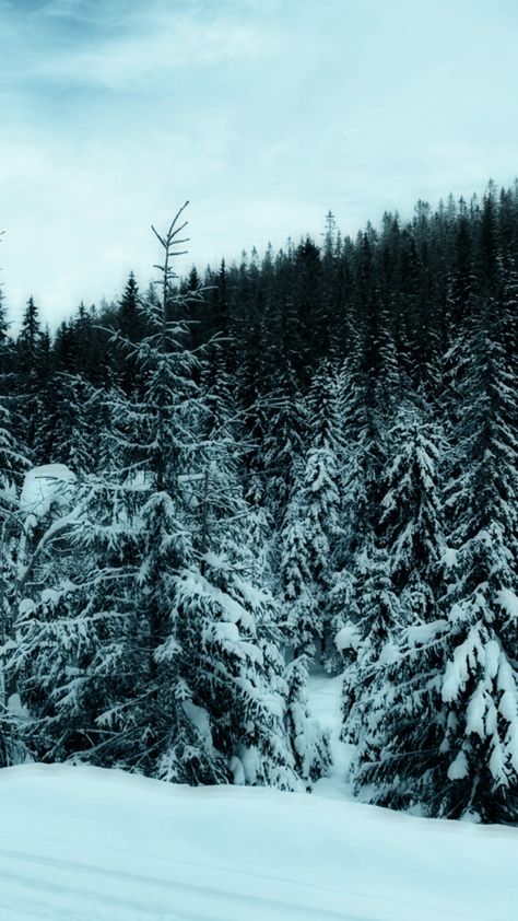 #snow#woods#twilight#winter Twilight Snow Aesthetic, Winter Twilight Aesthetic, Snow Woods, Twilight Winter, Genshin Oc, Snow Forest, Soft Winter, Winter Love, Book Aesthetics