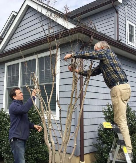 How To Prune Crepe Myrtle Properly How To Trim Crepe Myrtles, Pruning Crape Myrtle Tree, Crepe Myrtle Trees Pruning, Prune Crepe Myrtle Tree, How To Prune Crepe Myrtle Trees, When To Prune Crepe Myrtle Trees, Crape Myrtle Tree Landscaping, Crepe Myrtle Landscaping Front Yards, Crape Myrtle Landscaping