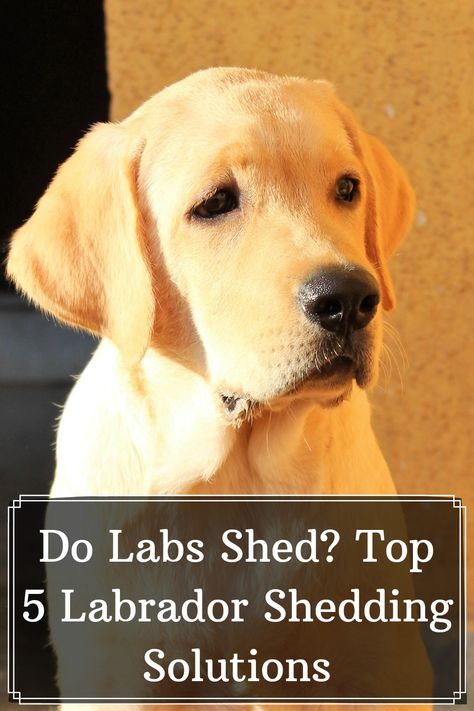 English Labrador Retriever, Lab Training, Bed On The Floor, English Labrador, Pet Shed, Garden Solutions, Lab Dogs, Dog Shedding, Labrador Dog