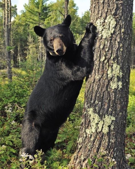 How High Can a Black Bear Reach? - North American Bear Center Bear Standing, American Black Bear, Black Bears, We Bear, Forest Service, Animals Of The World, Art References, The Bear, Black Bear