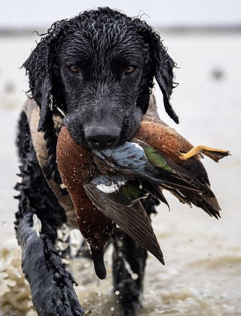 Duck Hunting Dogs, Dream Puppy, Bobwhite Quail, Curly Coated Retriever, Hunting Pictures, Bear Hunting, Waterfowl Hunting, Farm Dogs, Bird Hunting