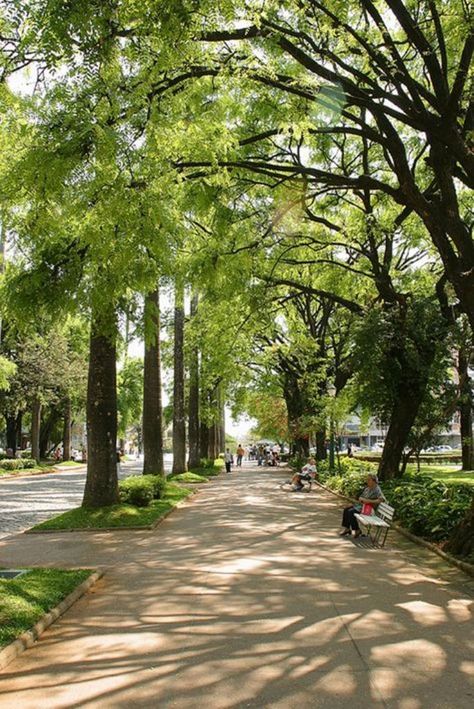 Garden Dividers, Streetscape Design, Urban Tree, Blurred Background Photography, Urban Forest, Street Trees, Landscape And Urbanism, Landscape Architecture Design, Garden Park