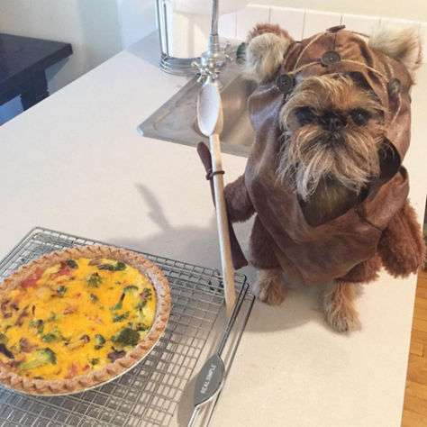 16 Things You Didn't Know About Brussels Griffons - BARK Post Brussels Griffin, Chewbacca Dog, Brussels Griffons, Griffon Bruxellois, Griffon Dog, Healthcare Plan, Brussels Griffon, Cute Pugs, Beautiful Dogs