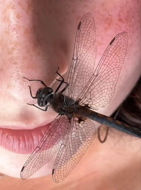 Fly Insect Aesthetic, Bug Girl Aesthetic, Bug Taxidermy, Flying With A Baby, Beautiful Bugs, Writing Art, Types Of Animals, Creature Feature, Granola Girl