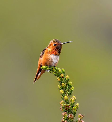 Allen’s Hummingbird (Selasphorus sasin) North America Allen Hummingbird, Hummingbirds, North America, Animals