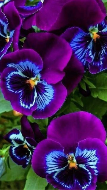 ✨💫🌺🌻🌸🌼🌷💫✨ on Instagram: "The garden pansy (Viola × wittrockiana) is a type of large-flowered hybrid plant cultivated as a garden flower. It is derived by hybridization from several species in the section Melanium (“the pansies”) of the genus Viola, particularly Viola tricolor, a wildflower of Europe and western Asia known as heartsease. It is sometimes known as Viola tricolor var. hortensis, but this scientific name is ambiguous. While Viola tricolor var. hortensis Groenland & Rümpler is Very Beautiful Flowers, Flora Flowers, Purple Pansy, Pansies Flowers, Colorful Plants, Planting Bulbs, Flower Lover, Types Of Flowers, Flowers Nature