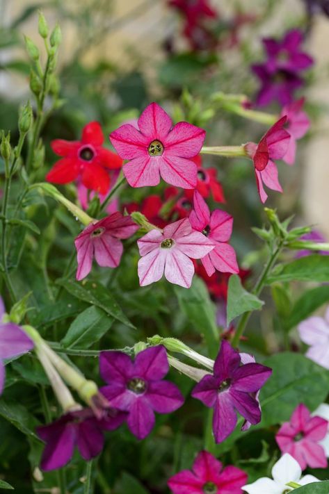 Nicotiana Alata, Nicotiana Plant, Heating A Greenhouse, Scent Garden, Plant Benefits, Decorative Soaps, Flower Spike, Annual Plants, Bedding Plants