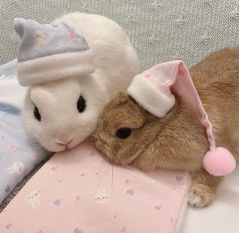 Bunny Icon, Cutee Animals, Photo Polaroid, Bunny Pictures, Pets 3, Pretty Animals, A Bunny, Silly Animals