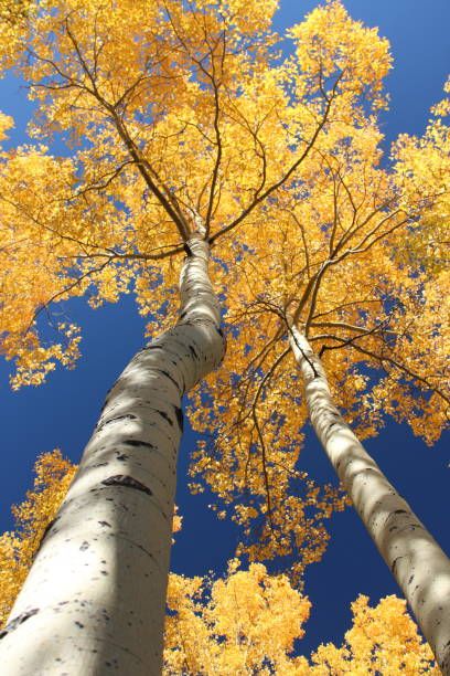 48,175 Aspen Tree Stock Photos, Pictures & Royalty-Free Images - iStock Fall Tree Photography, Looking Up Through Trees, Free To Use Images Stock Photos, Tree Looking Up, Drawing Reference Photos Nature, Reference Landscape Photos, Tree Reference Photography, Fall Trees Photography, Quaking Aspen Tree