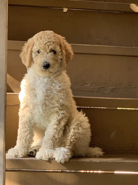 Blonde Poodle, Blonde Toy Poodle, Medium Poodle, Poodle Haircuts, Apricot Toy Poodle Full Grown, Maltipoo Full Grown Apricot, Apricot Standard Poodle, Apricot Poodle Miniature, Poodle Puppy Standard