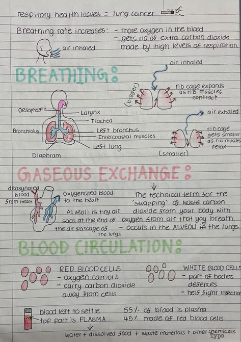 Explanation of breathing, gaseous exchange, blood circulation, blood cells, etc Respiration And Circulation Notes, Gcse Pe Notes, Blood Notes Anatomy, Gaseous Exchange Notes, Cpr Notes, Blood Physiology, Anatomy And Physiology Notes Study, Gas Exchange, Bio Notes