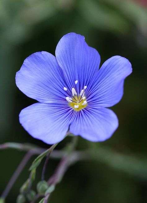 True Blue – The eternal search for our favorite color | Linum Lewisii, Cool Beans, Flower Seeds Packets, Flax Flowers, The Secret Garden, Airbrush Art, Growing Seeds, Arte Inspo, Perennial Plants