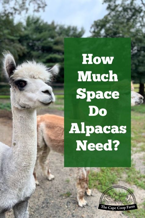 Alpaca Shelter, Raising Alpacas, Alpaca Farming, Homestead Livestock, Livestock Animals, Homesteading Hacks, Groups Of Three, Homestead Animals, Homestead Blog