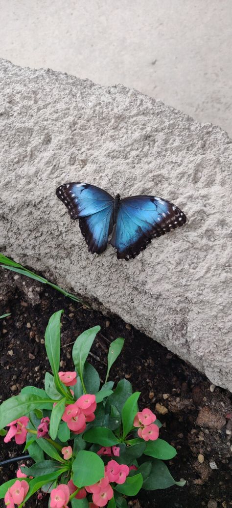 Butterfly Real, Inspiring Aesthetic, Butterfly Feeders, Diy Paper Butterfly, Butterfly Tutorial, Papillon Butterfly, Butterfly Houses, Blue Morpho Butterfly, Real Nature