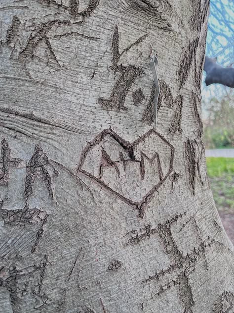 Relationship couple initials carved into a tree Carving Initials In Tree, Initials Aesthetic, Initials Carved In Tree, Tree Carving Initials, Carving Aesthetic, White Swan Black Swan, A Wallpaper Letter Love, Couple Initials, Birthday Balloons Pictures