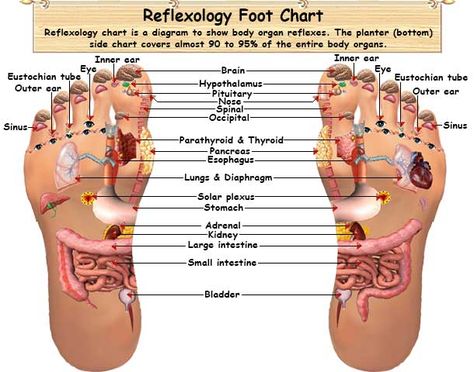 Reflexology chart or map is a diagram used to show body organ reflexes. Should learn to read a reflexology map for proper reflexology therapy. Reflexology Foot Chart, Foot Reflexology Massage, Reflexology Chart, Reflexology Massage, Foot Reflexology, Skin Care Order, Acupressure Points, Skincare Organization, Body Organs