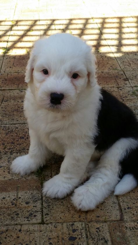 Old English sheepdog 6 weeks old Sheep Dogs, Love Is Blind, English Sheepdog, Old English Sheepdog, Puppy Dogs, Sweet Animals, Old English, So Sweet, Dog Breed