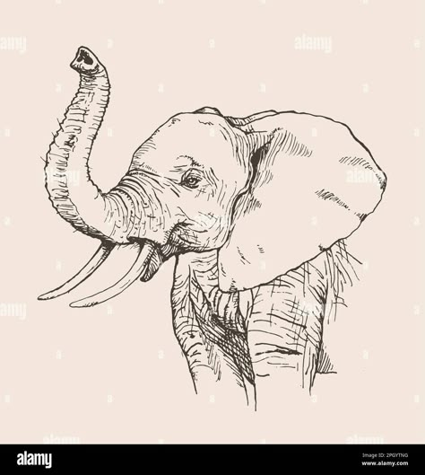 African Elephant Drawing, Elephant Sketches, Elephant Face Drawing, Elephant Head Drawing, Elephant Drawings, Sam Tattoo, Animals Sketch, Elephant Eye, Elephant Sketch