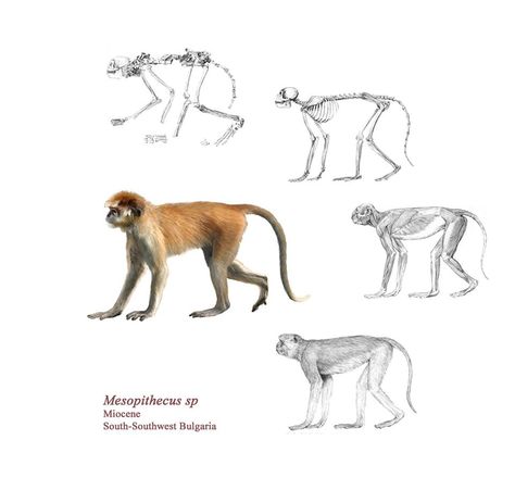 Stages of reconstruction of an extinct monkey - Mesopithecus, based on a near complete skeleton of a female individual from Hadzhidimovo - Bulgaria Monkey Anatomy, Monkey Skeleton, Extinct Mammals, Small Monkey, Animal Anatomy, Muscle Anatomy, Animal References, Animal Figures, Ghost Chair