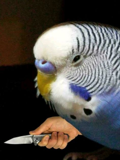 Bird #meme #funny #birb Bird Meme, Funny Parrots, Funny Birds, Cute Memes, Cute Birds, 귀여운 동물, Animal Memes, Cute Funny Animals, Reaction Pictures