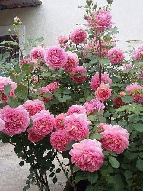 Jubilee Celebration Rose, Living Room Cozy, Home Backyard, Bridal Sarees South Indian, Rose Gardens, Roses Garden, Shrub Roses, Decor Flowers, David Austin Roses