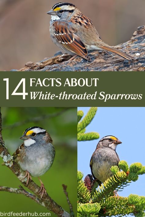 Discover 14 interesting facts about white-throated sparrows, a common sight across North America known for their unique song and frequent backyard visits, in this insightful and engaging guide. White Throated Sparrow Bird, Female Sparrow, Backyard Birds Feeders, Fav Animal, Bird Facts, Interesting Facts About Yourself, Sparrow Bird, Conifer Trees, White Patches