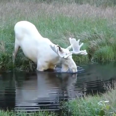 Albino Moose, Rare Albino Animals, White Moose, Regnul Animal, Albino Animals, Söt Katt, Rare Animals, Alam Yang Indah, Sweet Animals