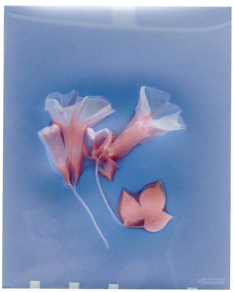 Lumen Prints, Morning Glory, Double Exposure, Maple Leaf Tattoo, Creative Photography, Art Inspo, Pink Color, Print Making, Visual Art