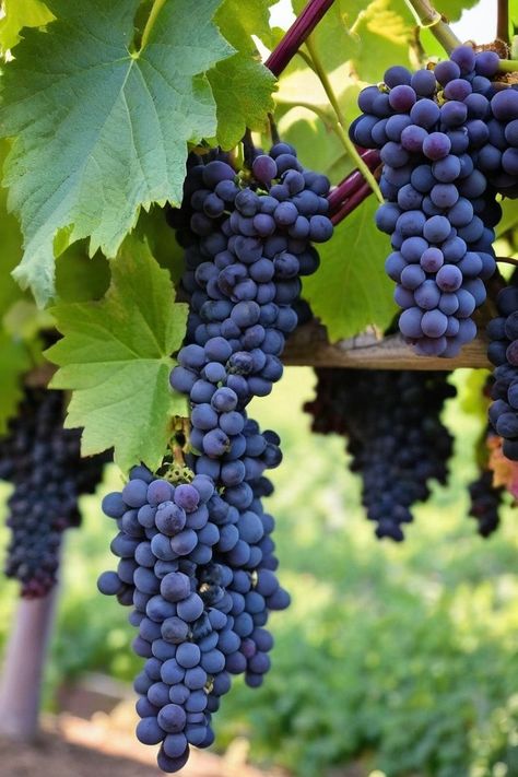 10 Tactics To Grow Grapes Grapes Garden, Grape Garden, How To Grow Grapes, Wild Grapes, Grow Grapes, Grape Plant, Insecticidal Soap, Homemade Wine, Organic Compost