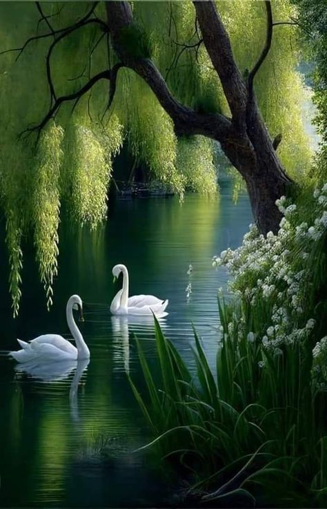 Swan Photography, Love Animation Wallpaper, Art Gallery Wallpaper, Beautiful Landscape Wallpaper, Willow Tree, Amazing Art Painting, Beautiful Scenery Nature, Pretty Wallpapers Backgrounds, Alam Yang Indah