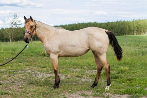 Frosty Nickers - Buckskin Roan Buckskin Roan Horse, Buckskin Roan, Roan Quarter Horse, Roan Horse, Novel Aesthetic, Stunning Horses, Horse Reference, Gorgeous Horses, Horse Coats