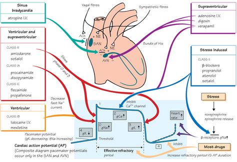 Nursing Information, Nursing Mnemonics, Pharmacy School, Cardiac Nursing, Pharmacology Nursing, Critical Care Nursing, Nurse Rock, Respiratory Therapy, Nursing School Tips