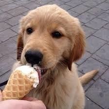 Puppy Eating, Puppy Ice Cream, Ice Cream Pictures, Animal Eating, Eating Ice Cream, Animals Cute, Golden Retriever Puppy, 10 Picture, Dog Eating