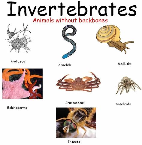 Learn English Vocabulary through Pictures: 100+ Animal Names 16 Invertebrates Animals, Animals Name With Picture, Animals Name In English, Dichotomous Key, Vertebrates And Invertebrates, Animal Activities For Kids, Animal Lessons, Animal Life Cycles, Animal Body Parts