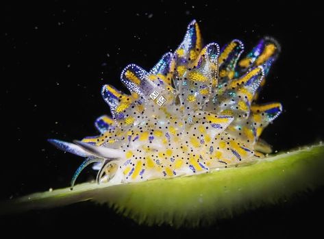 Elegant Cyerce, Cyerce Elegans, Sea Slugs, Sea Snail, Sea Slug, Slug, Flora And Fauna, Macro Photography, Scuba Diving