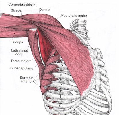 Pain Trying to Undo Your Bra Strap? It Could Be This Pair of Muscles… – August Point Wellness Subscapularis Muscle, Infraspinatus Muscle, Human Muscle Anatomy, Craniosacral Therapy, Yoga Anatomy, Human Body Anatomy, Muscle Anatomy, Human Anatomy Drawing, Human Anatomy And Physiology