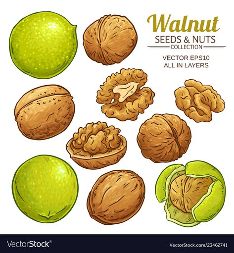 Walnut Illustration, Broccoli Plant, Camellia Plant, Mustard Plant, Geranium Plant, Lemon Set, Calendula Flower, Blueberry Fruit, Plant Vector