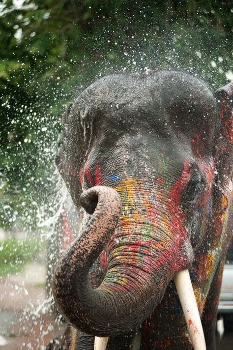 Songkran – Adventures in Thailand Songkran Festival Thailand, Thailand Culture, Water Festival, Thai Elephant, Thailand Adventure, Elephants Never Forget, Thailand Vacation, Songkran Festival, Pool Shower