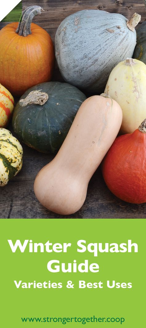 What's what when it comes to winter squash? Check out our handy guide with tips on choosing the right squash for you. Gourd Recipes Cooking, White Squash How To Cook, White Squash, Types Of Squash Winter, Different Kinds Of Squash, Squash Types, Pasta Toppings, Winter Squash Recipes, Squash Varieties